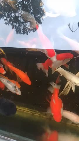 aquarium with various types of ornamental fish