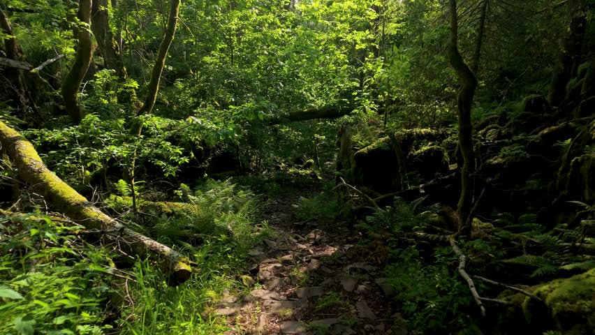 Hiker