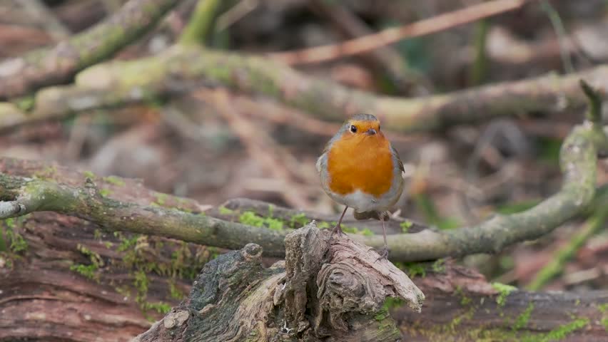 A Robin Perched on a Branch