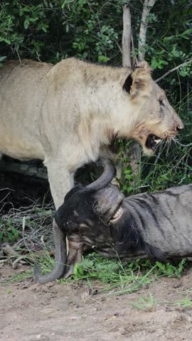 Vertical video, a young male lion with his blue wildebeest kill.
