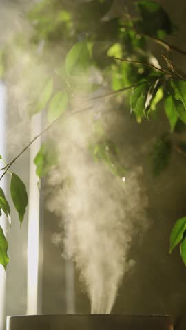 Indoor humidifier generating a fine mist of water vapor, enhancing air quality and moisturizing the leaves of a nearby green ficus plant for a healthier home environment