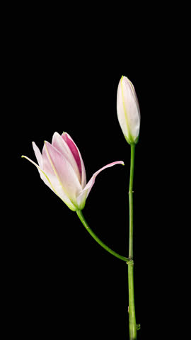 Beautiful Pink Lily Flower on Black Background with Alpha Matte. Wedding, Valentines Day, Mothers Day Concept. Holiday, Love, Birthday Design Backdrop. Blooming Plant From Blossom to Wilted Flower