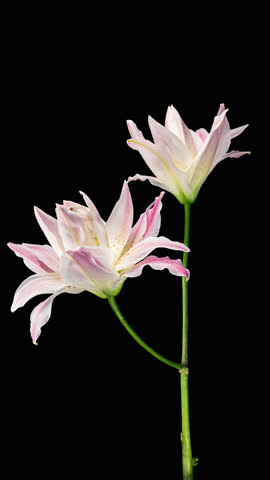 Beautiful Pink Lily Flower on Black Background with Alpha Matte. Wedding, Valentines Day, Mothers Day Concept. Holiday, Love, Birthday Design Backdrop. Blooming Plant From Blossom to Wilted Flower