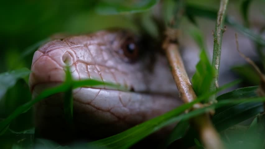 The "panana lizard" is known in English as the Blue-tongued Skink (specifically Tiliqua gigas or Indonesian Blue-tongued Skink). It is a large, non-poisonous lizard, typically 30-50 cm long, native to Australia and New Guinea, known for its distinct, bright blue tongue used to deter predators.