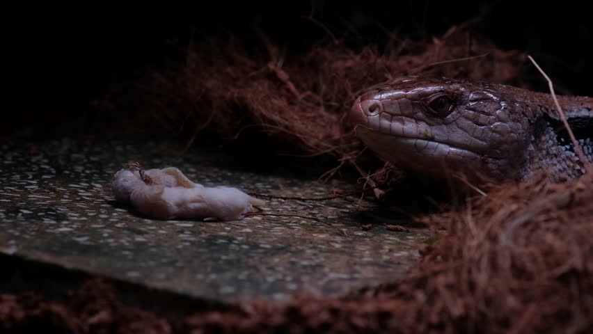 The "panana lizard" is known in English as the Blue-tongued Skink (specifically Tiliqua gigas or Indonesian Blue-tongued Skink). It is a large, non-poisonous lizard, typically 30-50 cm long, native to Australia and New Guinea, known for its distinct, bright blue tongue used to deter predators.