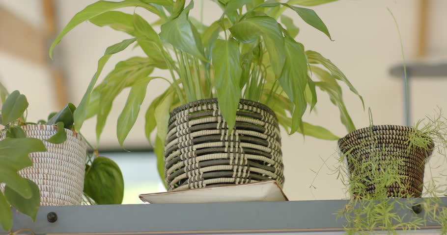 Camera is tilting and panning left to reveal woven pots and cascading plants on metal shelf. Monstera, greenery, baskets, greenhouse, sunroom, sunlit, interior