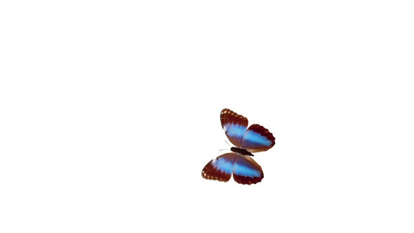 Butterfly Background Stock Video, Footage - Butterfly Background HD Video  Clips | Bigstock
