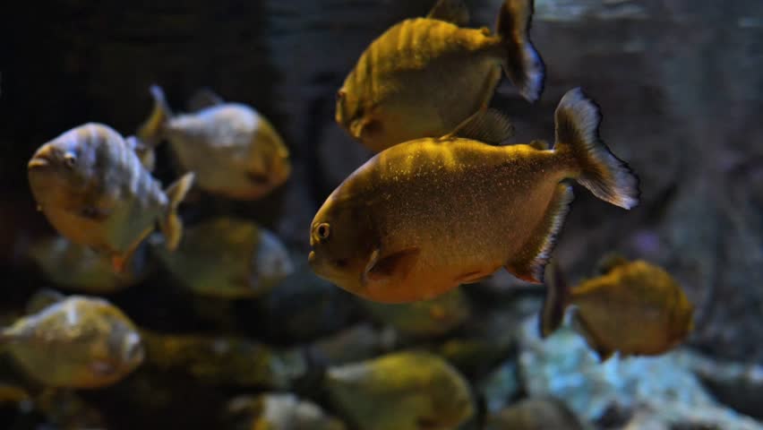 Red-Bellied Piranha Swimming Underwater in Freshwater River Aquarium. Pygocentrus nattereri.