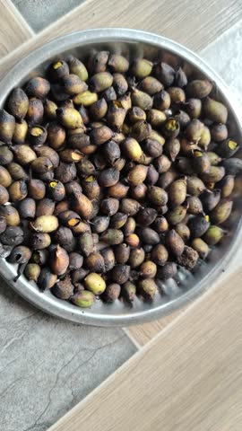 This video features roasted green chickpeas, a popular Indian snack commonly known as Bhuna Chana or “Sekela Chana.” The tender, whole chickpeas are roasted inside their pods, giving them a distinct smoky flavor and slightly charred appearance. Before eating, the pods are usually peeled to enjoy the warm, soft beans inside. This traditional snack is widely enjoyed in rural India, particularly in regions such as Gujarat and Chhattisgarh, where it is known by various local names. Roasted green chickpeas are often considered a healthy seasonal snack, though individuals with specific dietary or health concerns should consult a healthcare professional regarding their nutritional choices.