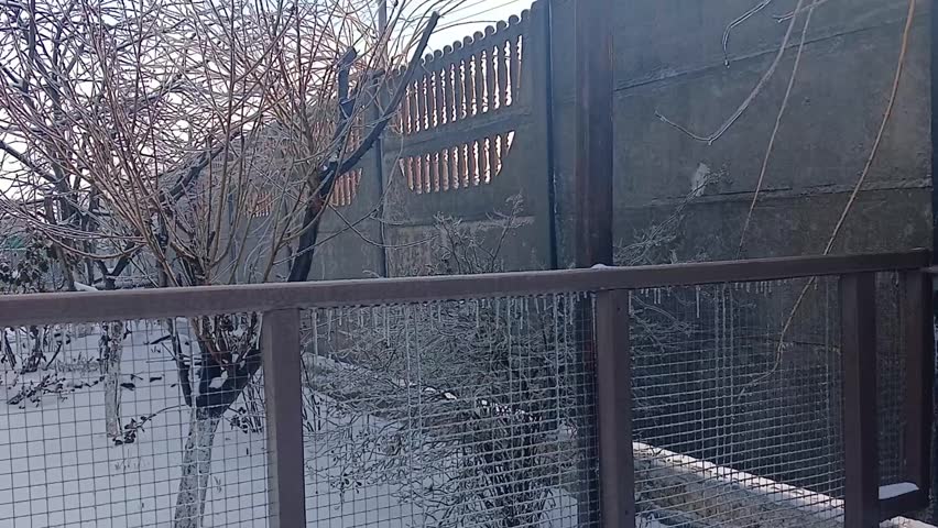 Small and large fence, trees. Winter garden
