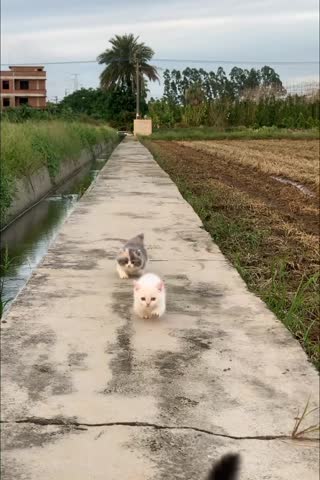 Two small kittens walking on a concrete path