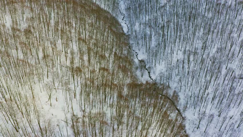 High snowy mountain covered with evergreen fir trees on a sunny cold day
