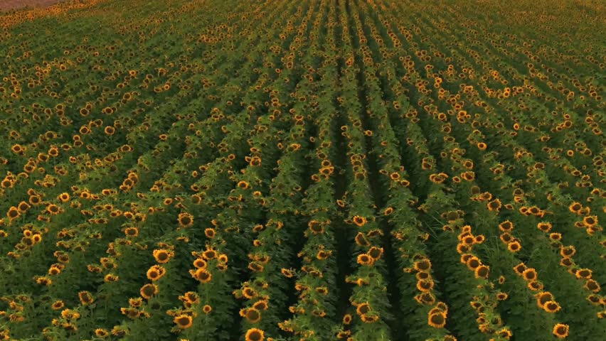 Cinematic aerial drone footage of a blooming sunflower field under warm summer light. Endless agricultural landscape with natural rural scenery and peaceful countryside atmosphere.