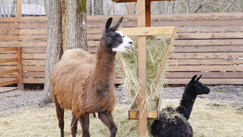 Llamas walking and exploring their habitat in a quiet farm setting