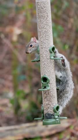 Grey Squirrel Feeding on a Bird Feeder