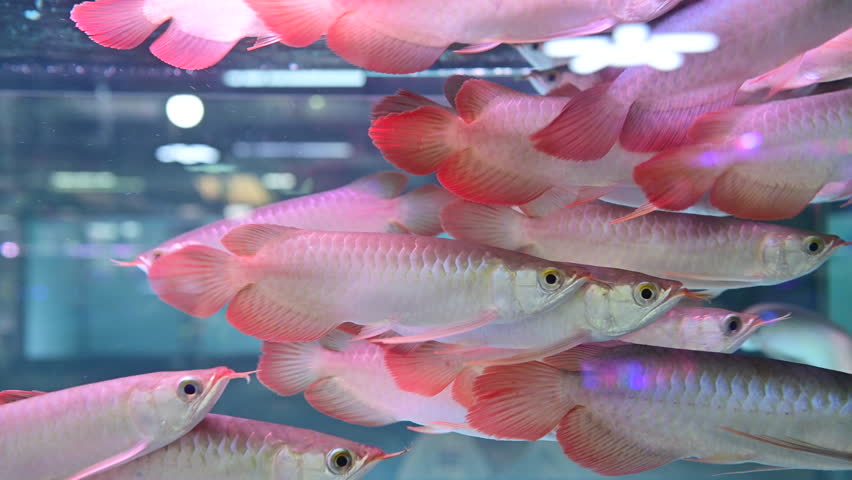 4K Group of majestic golden arowana fish swimming in aquarium tank