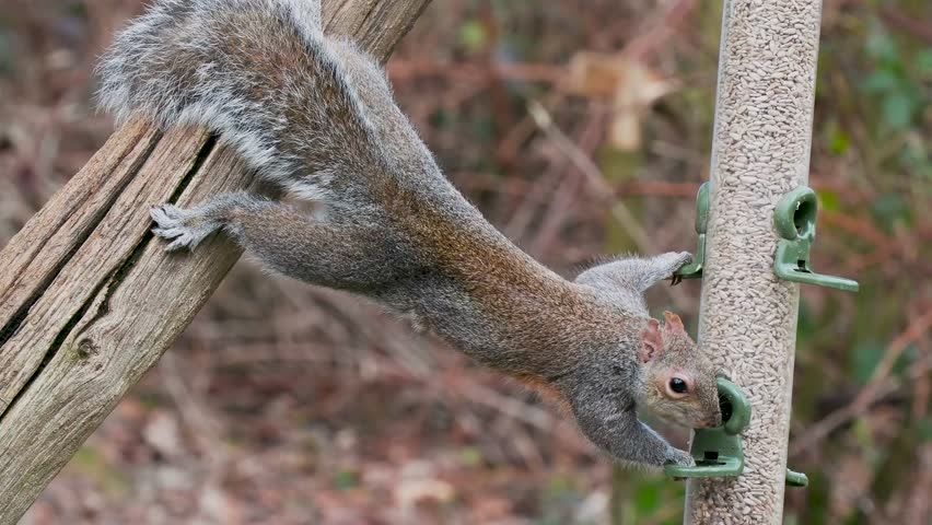 Grey Squirrel Feeding on a Bird Feeder