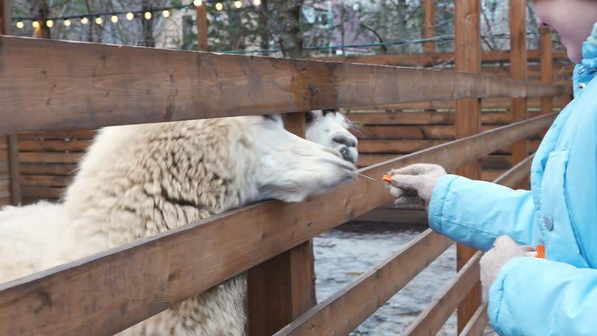 People feeding sheep at a farm in winter during an afternoon visit