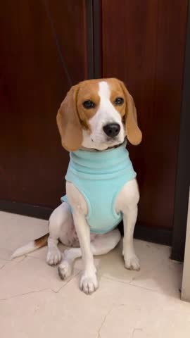 Sleepy Beagle Dog Wearing a Blue Fleece Sweater Indoors. 