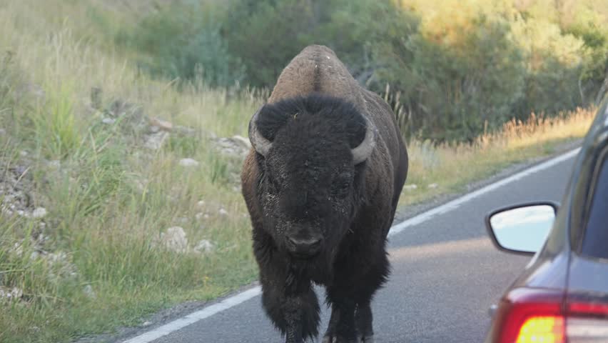 Large American Bison bull walking dangerously close to a tourist car on the Grand Loop Road in Yellowstone National Park, Wyoming, USA