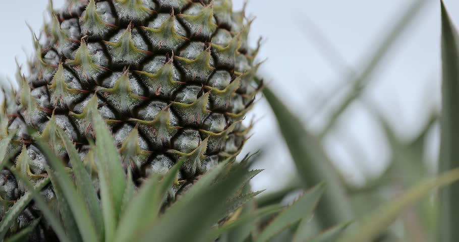 Aerial view of beautiful tropical forest mountain landscape in spring