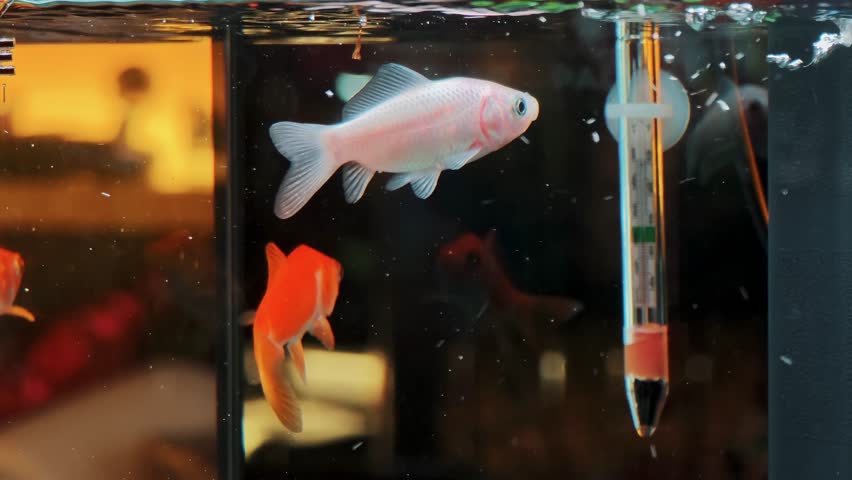 Small goldfish swimming near a glass thermometer in a water tank. Monitoring aquatic environment and temperature.