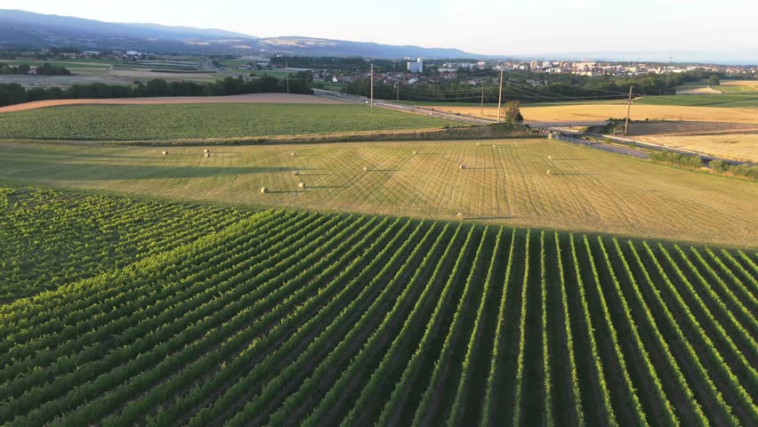 Aerial view of vineyard and hay bales at sunset