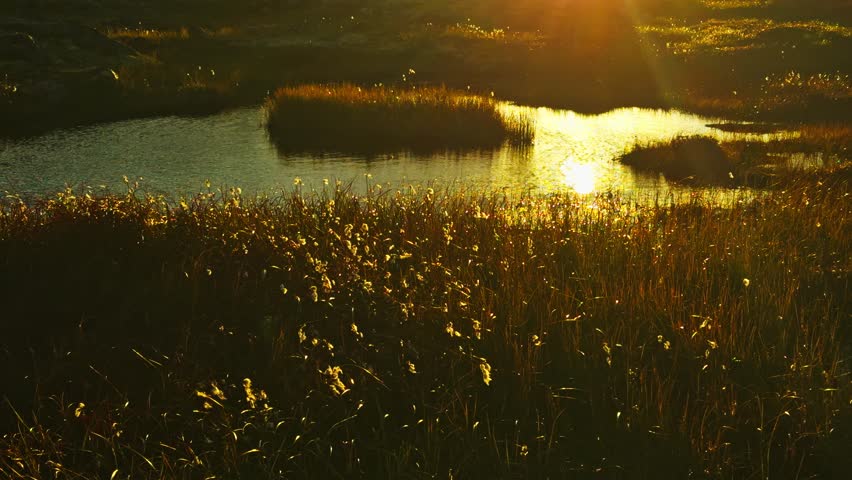 Teriberka, dry reeds. tall, feathery reeds swaying gently at sunset, with the sun's warm glow subtly backlighting their delicate plumes. Natural beauty, tranquility, and peace of sunny day vibrant