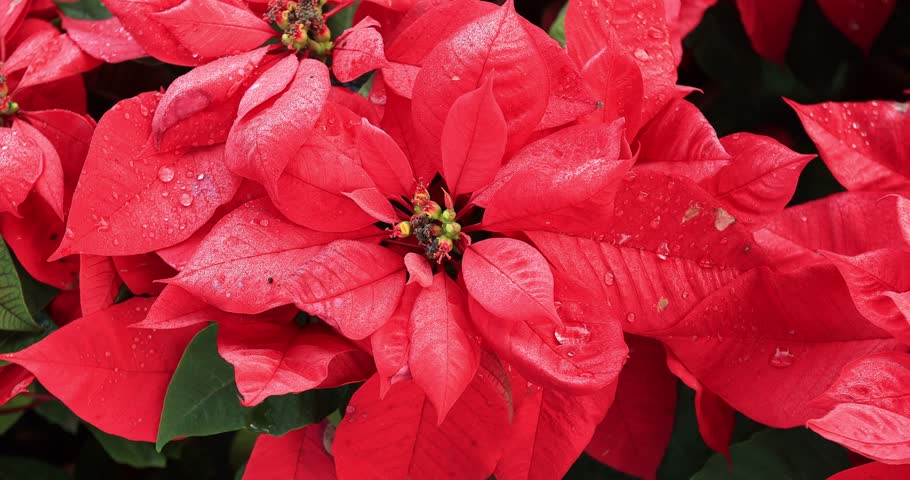 Red poinsettia flowers in garden