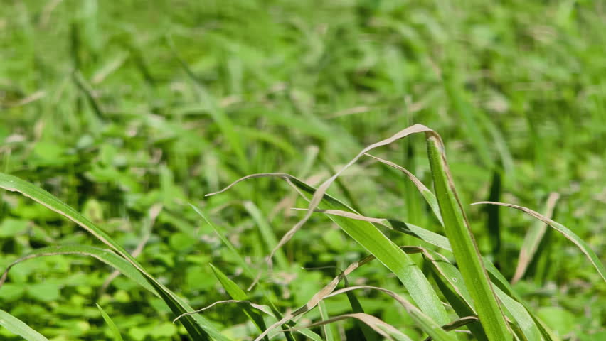 Close up view of green grass blades in bright sunlight with natural movement and vivid outdoor colors.