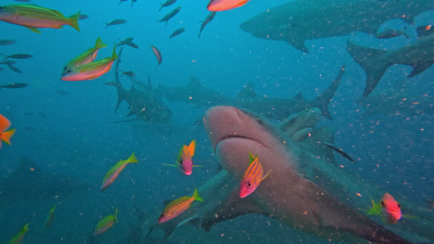 Underwater scene: several gray bull sharks close up moving among schools of small, bright fish. The footage captures marine life in clear water, illustrating interactions in the ocean environment