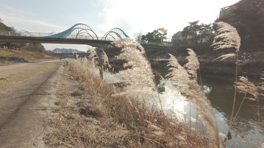 Dry grass beside the river South Korea stream underpass walking winter season