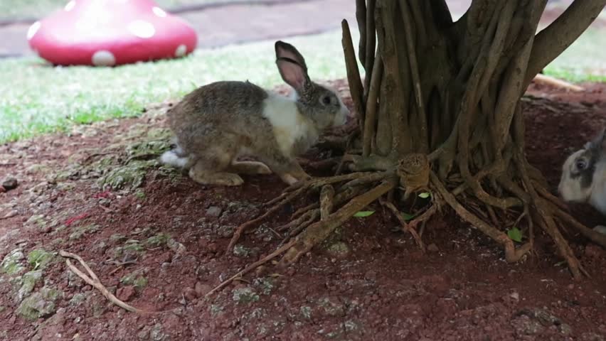 Cute rabbits exploring soil under tree in backyard garden