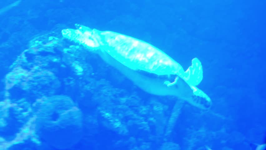 Green sea turtle swims effortlessly underwater in the bright blue ocean, surrounded by coral formations during the day.