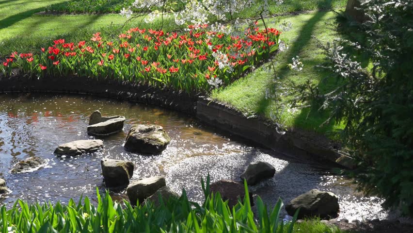 Red tulips blooming beside small park pond with flowing water and sun reflections creating peaceful spring landscape scene, Urban landscaping, Spring nature