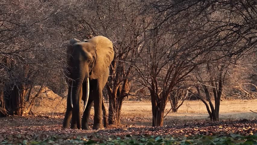 Elephant Walking in Open Forest