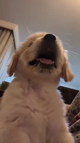 Adorable fluffy puppy looks up with its tongue playfully extended showcasing youthful excitement and innocent charm.