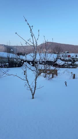 A beautiful winter landscape in a Chinese snow village, featuring a slender tree covered in snow against a background of traditional wooden houses with thick snow-capped roofs and red lanterns.