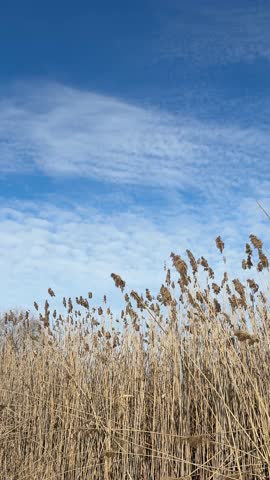 Reeds and sky, vertical video.