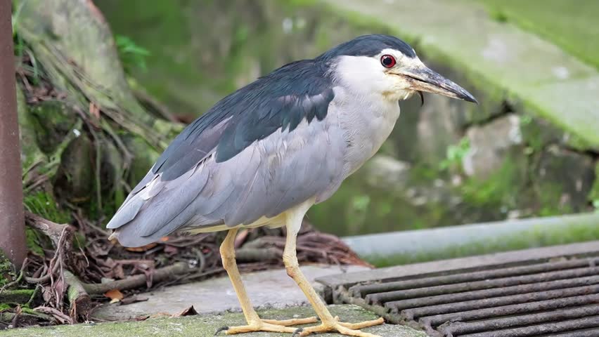 black crowned night heron has long neck and the way it walk