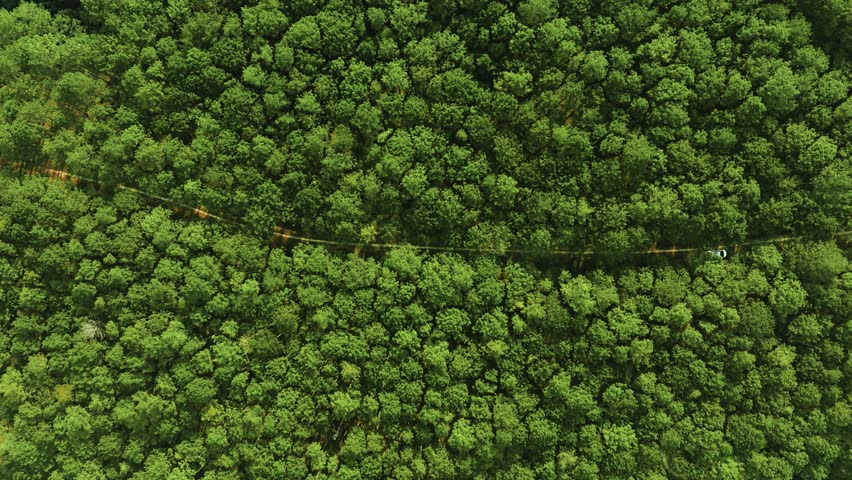 Top-Down Aerial View of Road Cutting Through Pine Forest 4K
the contrast between a dark asphalt road and the vibrant green canopy of a pine forest in Da Lat. The geometric lines and organic textures create a perfect abstract background or transition for high-end video projects.