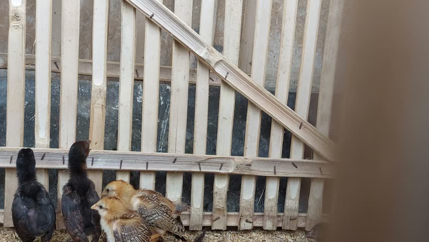 video footage of a young free-range village chick safely kept inside a cage as part of a protective farming method. This scene represents traditional farming practices.