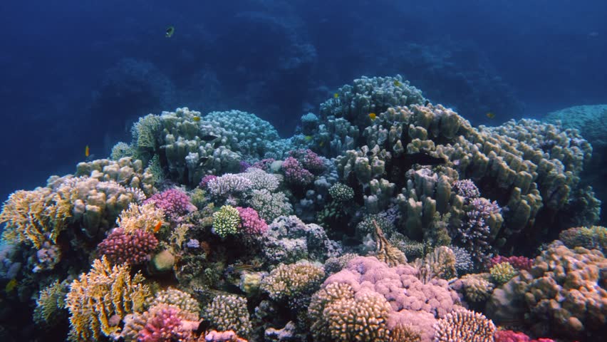 Vibrant colors of dense coral reef ecosystem