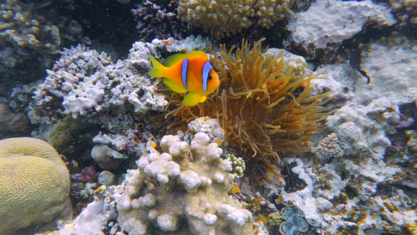 Clownfish swimming around sea anemone