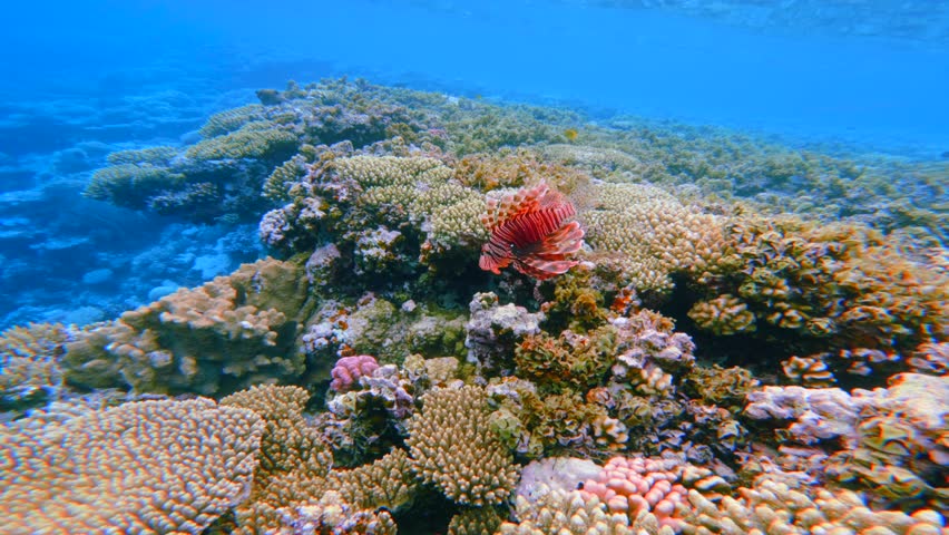 Bright red lionfish hunting on coral reef Red Sea