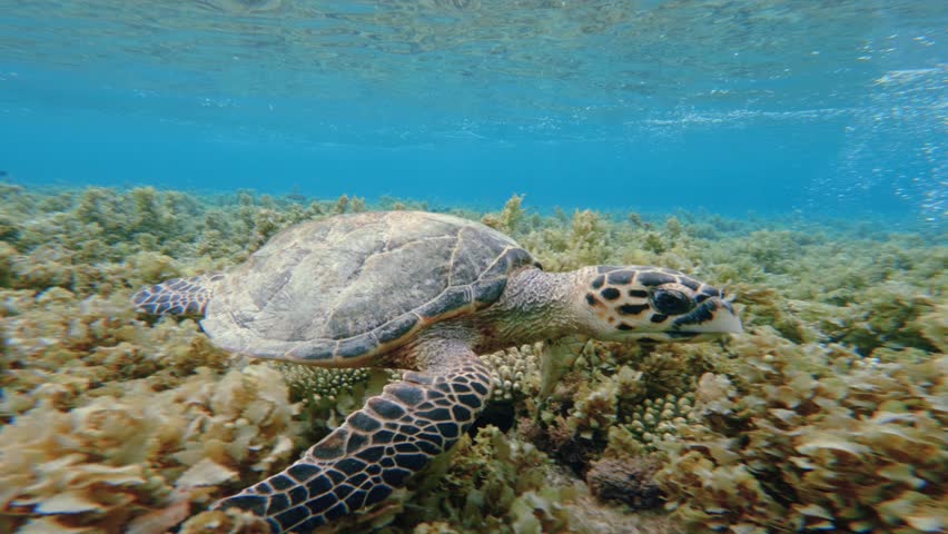 Green Sea Turtle Swimming in Shallow Coral Reef in clear sea water