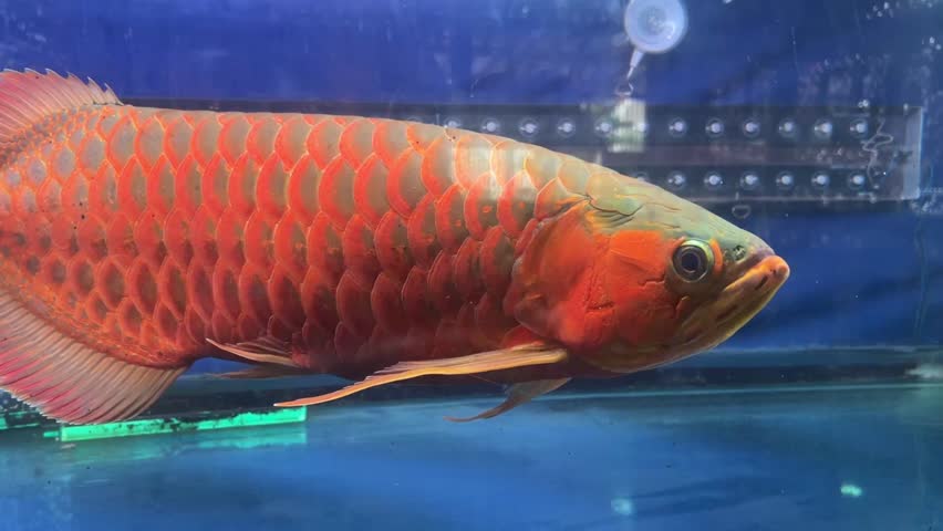 A majestic Super Red Arowana swimming in a blue-lit aquarium, highlighting its large, vibrant reddish-orange scales and flowing fins.