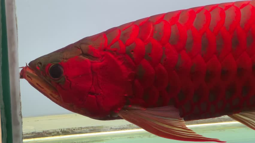 Vibrant Super Red Arowana as it gracefully swims and turns in a clear aquarium with a white background.