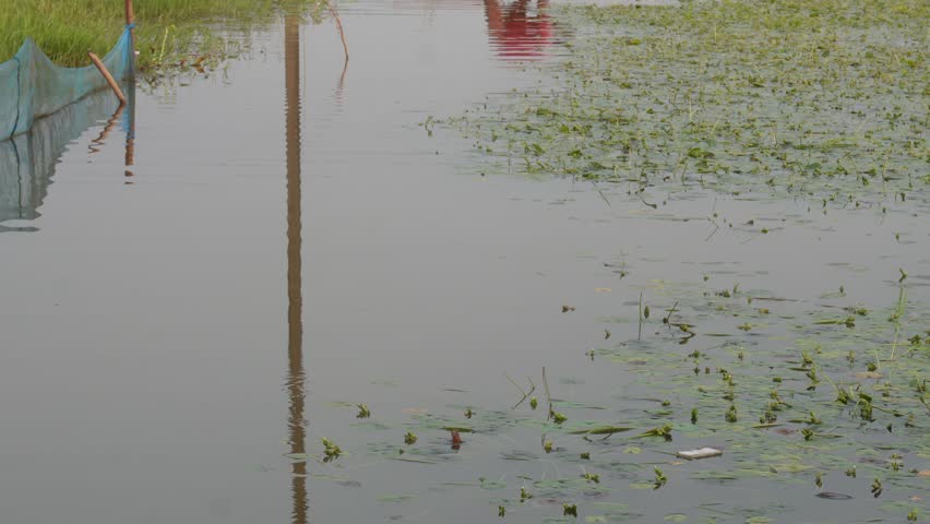 Farmer walking through flooded paddy field covered with aquatic weeds