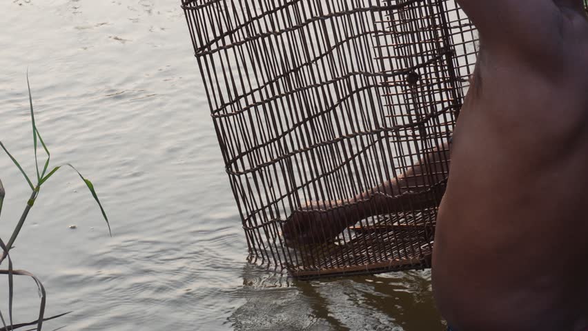 Fisherman Lifting Bamboo Trap from Pond